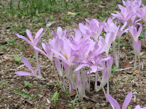 Colchicum autumnale