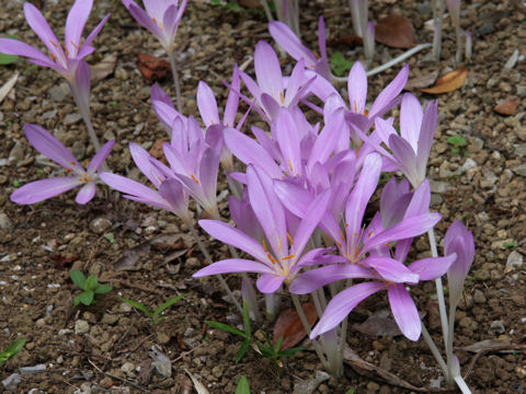 Colchicum autumnale