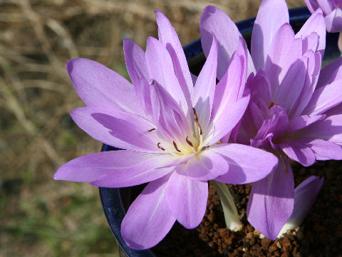 Colchicum autumnale