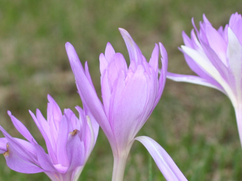 Colchicum autumnale