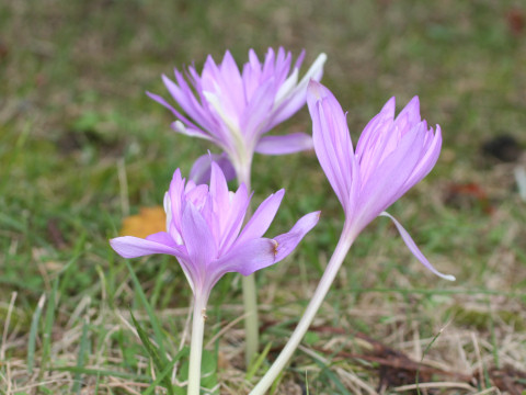 Colchicum autumnale