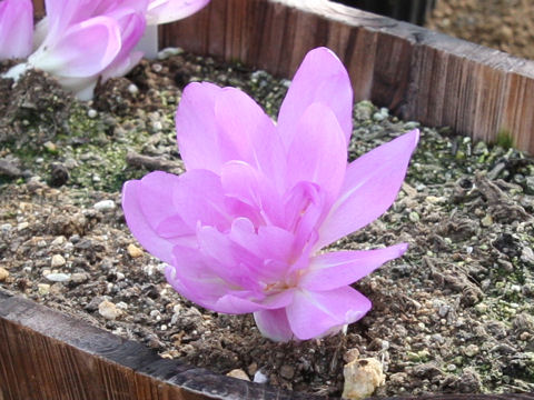 Colchicum autumnale