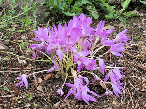 Colchicum autumnale