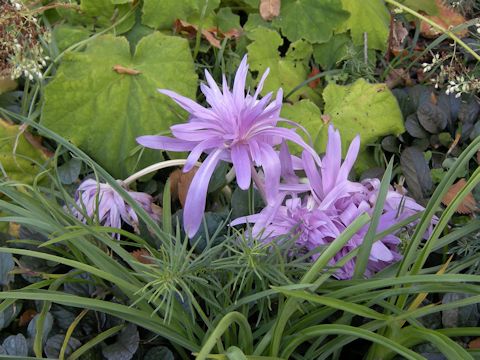 Colchicum autumnale