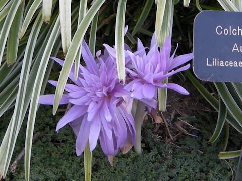 Colchicum autumnale