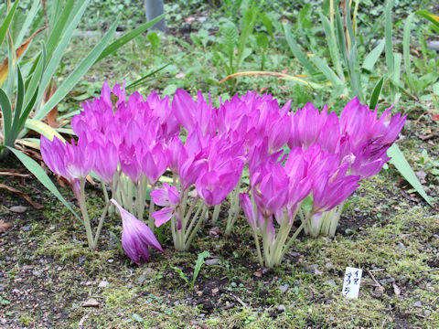 Colchicum autumnale