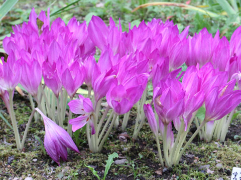 Colchicum autumnale