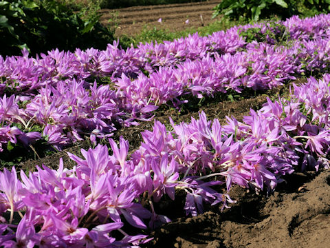 Colchicum autumnale