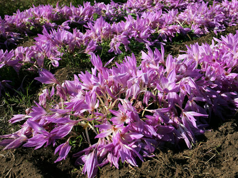 Colchicum autumnale