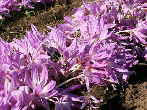 Colchicum autumnale