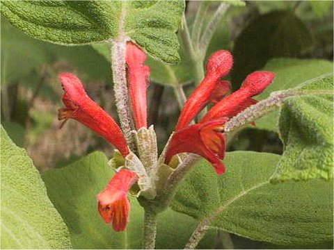 Colquhounia coccinea