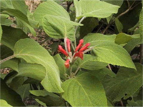 Colquhounia coccinea