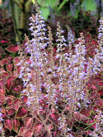 Coleus blumei cv.