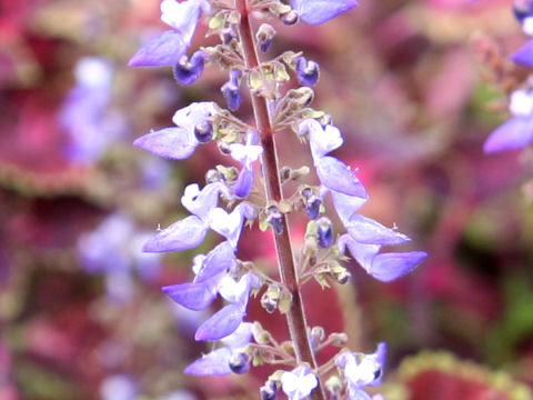 Coleus blumei cv.