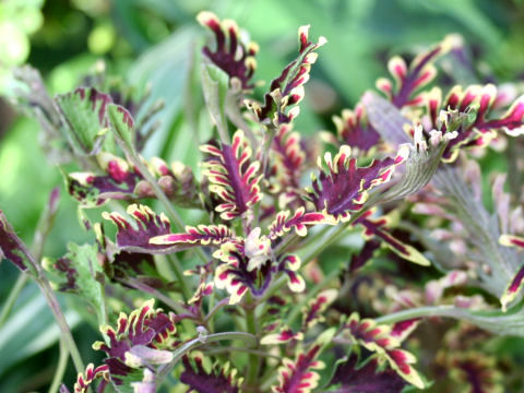 Coleus blumei cv.