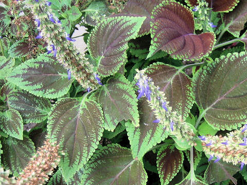 Coleus blumei cv.