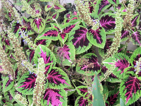 Coleus blumei cv.