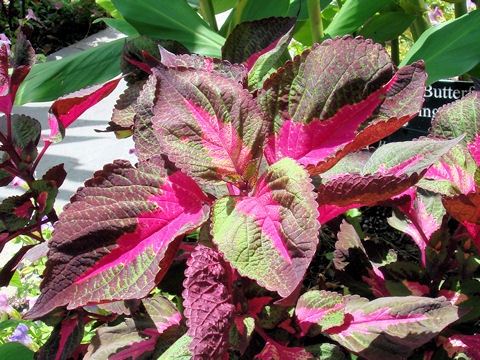 Coleus blumei cv.