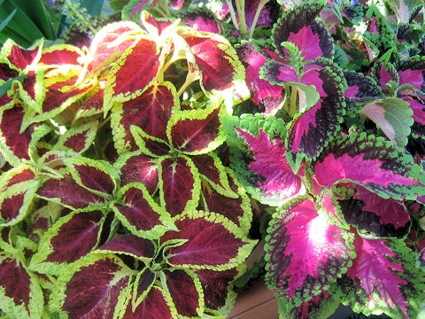 Coleus blumei cv.