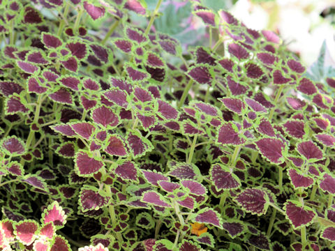 Coleus blumei cv.