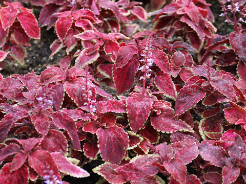 Coleus blumei cv.