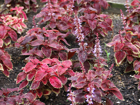 Coleus blumei cv.