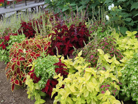 Coleus blumei cv.