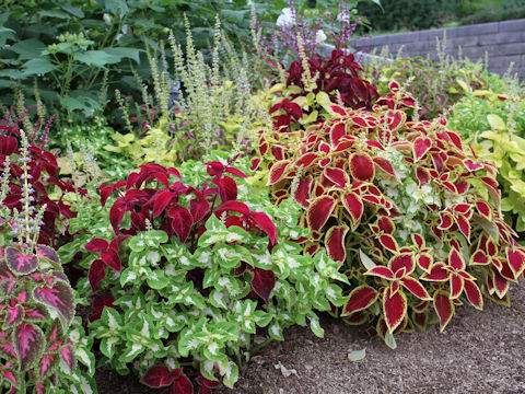 Coleus blumei cv.