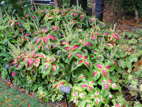 Coleus blumei cv.