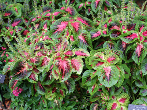 Coleus blumei cv.