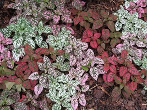 Coleus blumei cv.