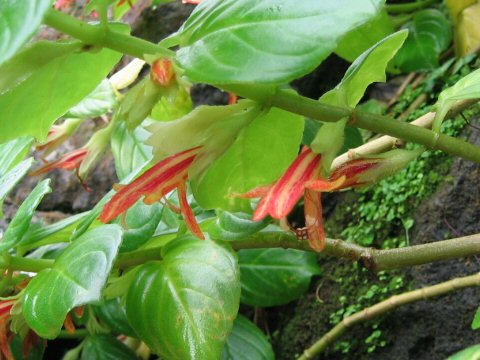 Columnea euphora x lutea