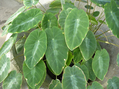 Colocasia fallax