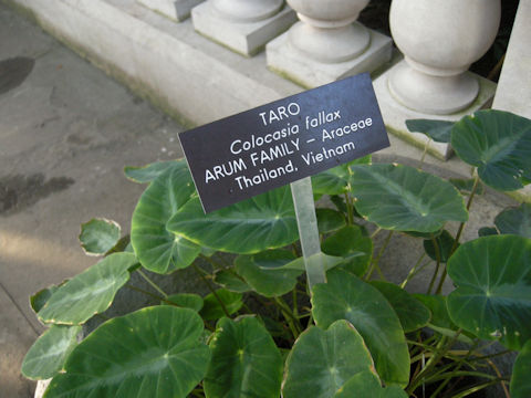 Colocasia fallax