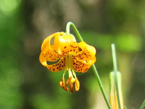 Lilium columbianum