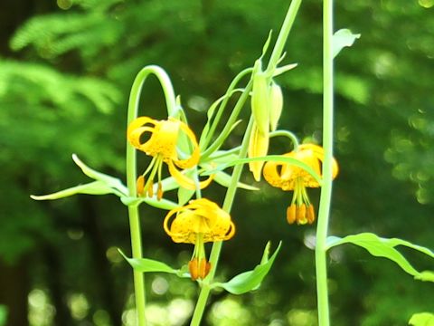 Lilium columbianum