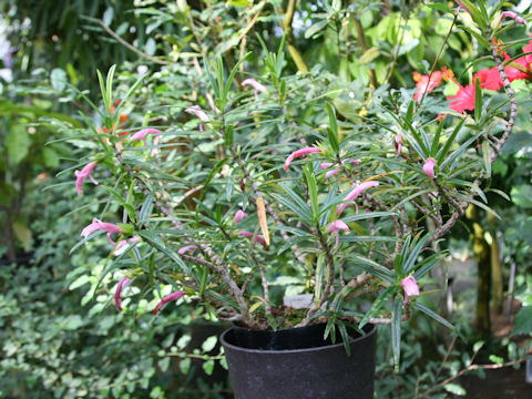 Columnea linearis