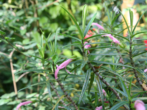 Columnea linearis