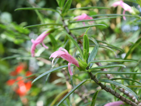 Columnea linearis