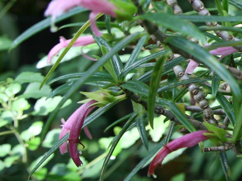 Columnea linearis