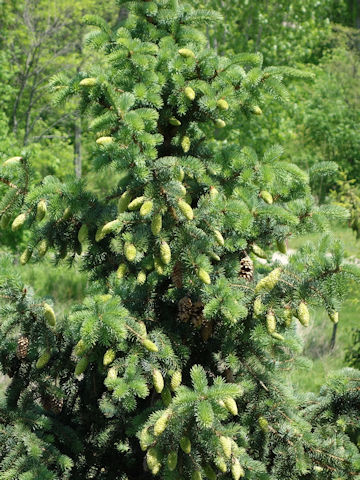 Picea pungens