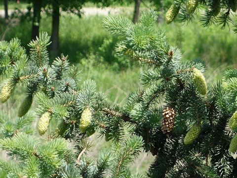 Picea pungens