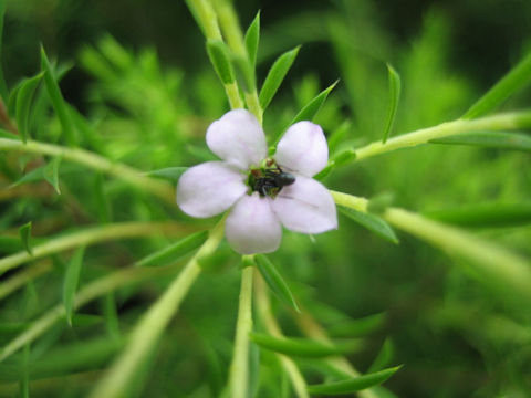 Coleonema pulchellum