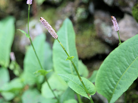 Bistorta major var. major