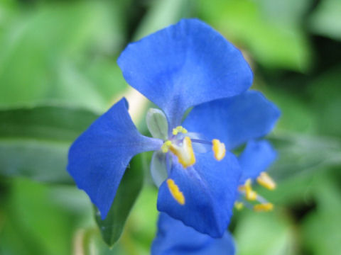 Commelina cyanea