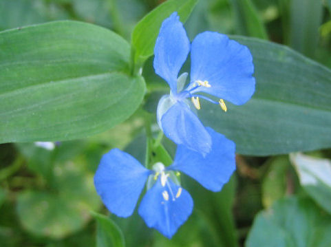 Commelina cyanea