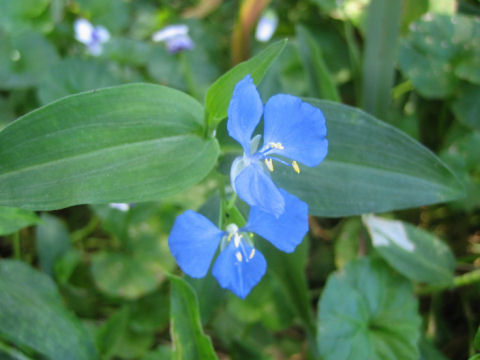 Commelina cyanea