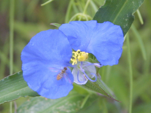 Commelina erecta