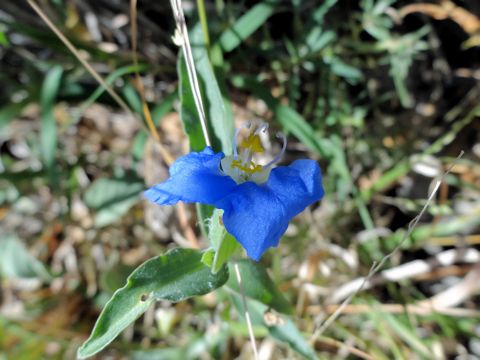 Commelina erecta