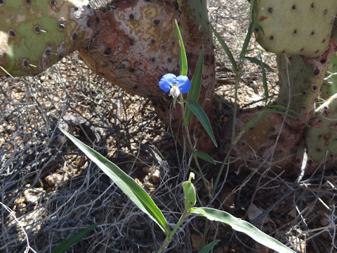 Commelina erecta